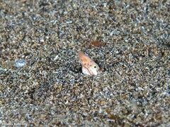 Apterichtus anguiformis