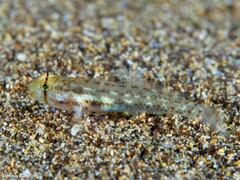 Gnatholepis thompsoni