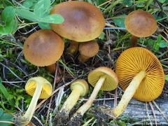Cortinarius croceus