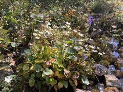 Parnassia grandifolia