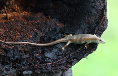 Trachylepis maculilabris