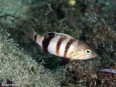 Serranus hepatus