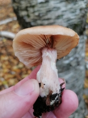Armillaria sinapina