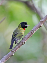 Pachycephala nudigula