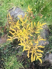 Prionosciadium thapsoides