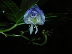 Aconitum uncinatum
