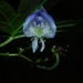 Aconitum — photo 3