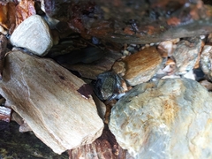 Mannophryne trinitatis