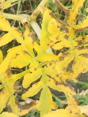 Prionosciadium thapsoides