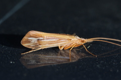 Limnephilus ornatus
