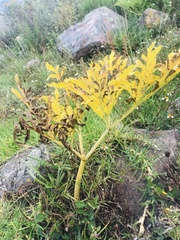 Prionosciadium thapsoides