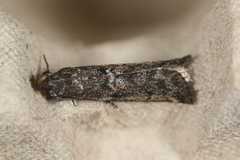 Ortholepis pasadamia