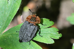 Oiceoptoma thoracicum