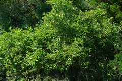 Citharexylum berlandieri