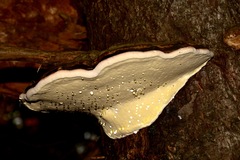 Ganoderma applanatum
