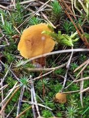 Cystoderma