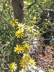 Asteraceae