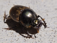 Digitonthophagus gazella