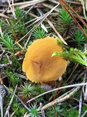 Cystoderma