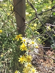 Asteraceae