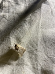 Lepidoptera