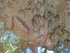 Procyon cancrivorus