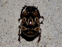 Digitonthophagus gazella