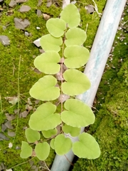 Pellaea cordifolia