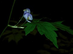 Aconitum uncinatum
