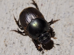Digitonthophagus gazella