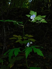 Aconitum uncinatum