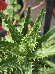 Aloe