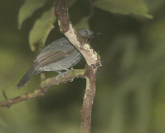 Cercomacra cinerascens