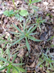 Senecio tricuspidatus