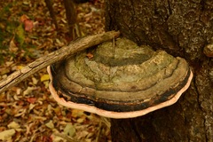 Ganoderma applanatum
