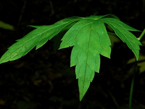 Image of Aconitum uncinatum by (c) Michael J. Papay, some rights reserved (CC BY)