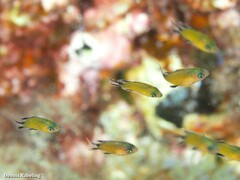 Chromis limbata