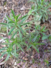 Senecio tricuspidatus