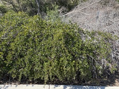 Ceanothus