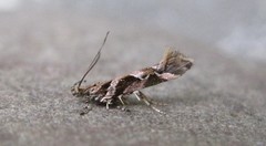 Aristotelia fungivorella
