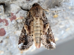 Spodoptera frugiperda