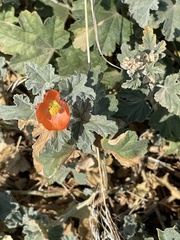 Malvaceae