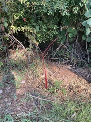 Phytolacca