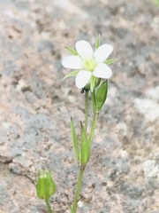 Arenaria