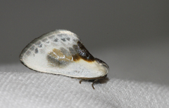 Cilix glaucata