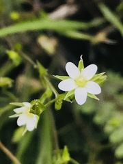 Arenaria