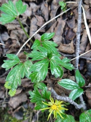 Hamadryas magellanica