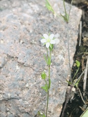 Arenaria