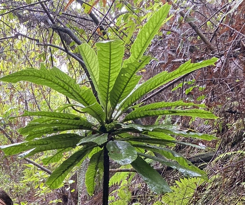 Haleakala cyanea (Cyanea aculeatiflora)