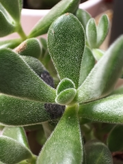 Crassulaceae
